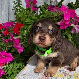 Green chocolate ans cream 2400 - Chocolate and cream male Dachshund puppy in Lexington, Oklahoma from Long Doggy Acres Miniature Dachshunds