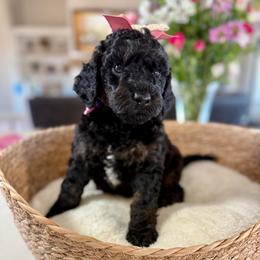 Lilac collar - Phantom female Goldendoodle puppy in Indiahoma, Oklahoma from Farm Fresh Doodles
