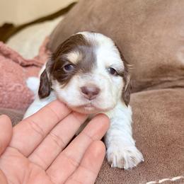 Jessie - Piebald female Dachshund puppy in Hornbeck, Louisiana from A&Z Mini Dachshunds