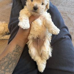 Cloud (CKC) - White male Poodle puppy in Chattanooga, Tennessee from SoftPaw Kennels
