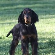 Gordon Setters from Andelle Farms