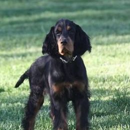 Gordon Setters from Andelle Farms