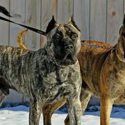 Perro de Presa Canarios from Beastmaster Kennels