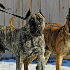 Perro de Presa Canarios from Beastmaster Kennels