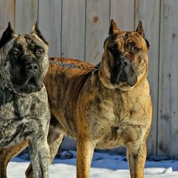 Perro de Presa Canarios from Beastmaster Kennels