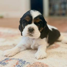Kiss - Black white and tan female Cocker Spaniel puppy in Buford, Georgia from Opalina Cocker Spaniels