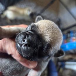 Hunter - Fawn male Pug puppy in Madera, California from Hills Pugs