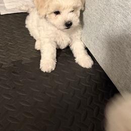 Bichon Frise Puppies from Amori's Royal Bichons