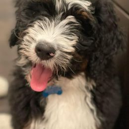 Bernedoodles from Posey Hill Doodles