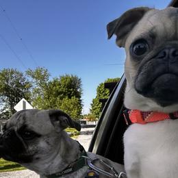 Pugs from E&Z Pugs