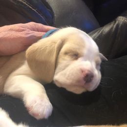 Beagle Puppies from Roylcrest Beagles