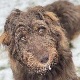 Zola - Aussiedoodle