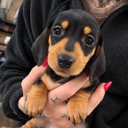 Josie - Black and cream female Dachshund puppy in Madison, Wisconsin from SK Miniature   Dachshunds