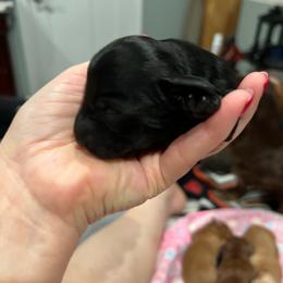 Midnight(Boy3) - Black male Dachshund puppy in Gulfport, Mississippi from Susan's Dachshunds