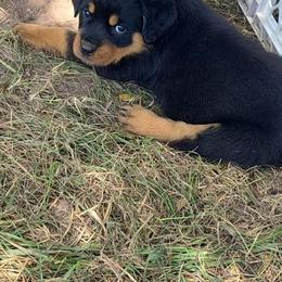 Rottweiler Puppies from Familienwachter Rottweilers
