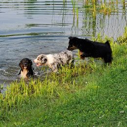 Australian Shepherds from Leanin B Aussies