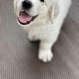 Golden Retriever Puppies from Pushin’ Sand Goldens