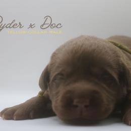 Boy 3 - Chocolate male Labrador Retriever puppy in Capron, Virginia from Triple Creek Kennel