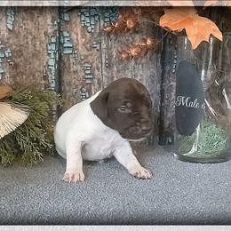 Boy 6 - White and liver male German Shorthaired Pointer puppy in Laporte, Minnesota from Northern Odyssey Gun Dogs