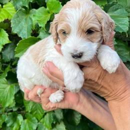 Assorted Doodle Crosses, Australian Labradoodle, Goldendoodle, and Newfoundland Puppies from Twin Sisters Doodles