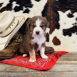 'Fergus' - Red tri-color male Australian Shepherd puppy in Durand, Wisconsin from Larson’s Legacy Aussome Aussie Kennels