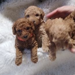 Poodle Puppies from Grace Colt Farms