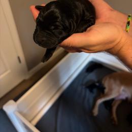Orange male - Black male Labrador Retriever puppy in Talking Rock, Georgia from Bethel Woods Kennels