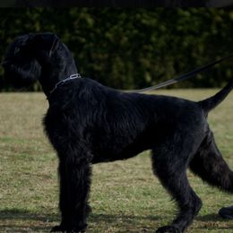 Zumba - Giant Schnauzer