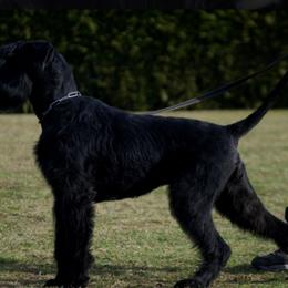 Zumba - Giant Schnauzer
