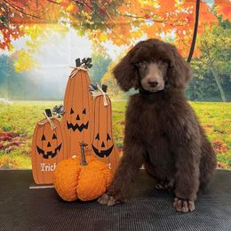 Boy 2 - Brown Poodle puppy in Kentucky from Penny's Puppy Palace