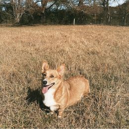 Breeze - Pembroke Welsh Corgi