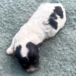 Cove - Black male Havapoo puppy in Norwood, Missouri from Neuroth Pup Co.