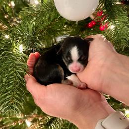 Lucas Sinclair - Black tri-color male Aussiedoodle puppy in Dunn, North Carolina from Sandy Creek Kennels