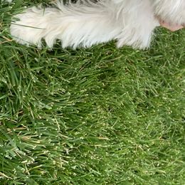 Miniature Schnauzer Puppies from Star Schnauzers