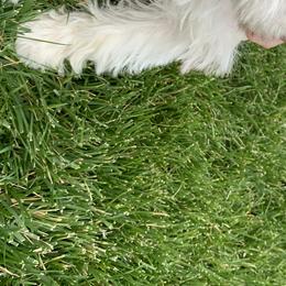 Miniature Schnauzer Puppies from Star Schnauzers