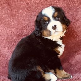 Purple Collar Female - Black rust and white female Bernese Mountain Dog puppy in Bristol, Tennessee from Holston Hollow Farm