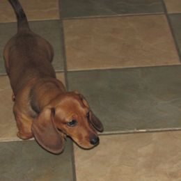 Whiskey - Dachshund