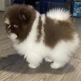 Pomeranian Puppies from Uniquepombabies