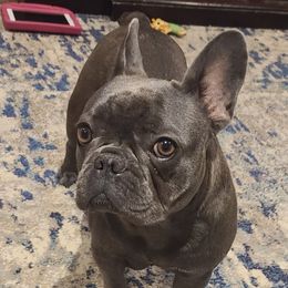 Stella - French Bulldog