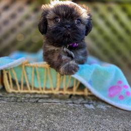 Poodle, Shichon, Shihpoo, Shih Tzu, and Shorkie Puppies from Ever After Tails