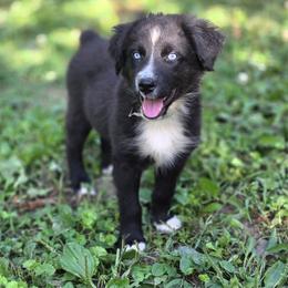 Concho - Black & white male Australian Shepherd puppy in Keyser, West Virginia from Heartfelt Hollow Farm