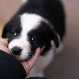 Border Collie Puppies from Hazelwood Border Collies