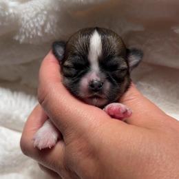 Girl 2 - Black sabled fawn female Chihuahua puppy in Michigan from Fanciful Thrills Kennel