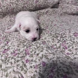 Blossom - White female Coton de Tulear puppy in Timber, Oregon from Sterling’s Sweet Cotons