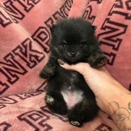 Boots - Black and tan female Pomeranian puppy in Rockledge, Florida from Skye pomeranians