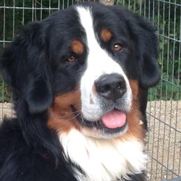 Bernese Mountain Dogs from AlpenStar Bernese