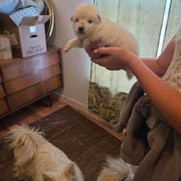 Pluto - White male American Eskimo Dog puppy in Grants Pass, Oregon from SnH Eskies