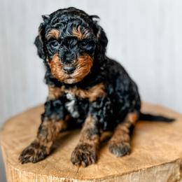 Gilbert - Black phantom male Aussiedoodle puppy in Arlington, Washington from Doodle Love Laugh