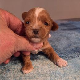 Rhea - Apricot female Maltipoo puppy in Everett, Washington from Meadows Ranch
