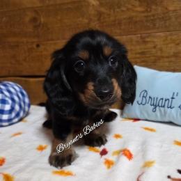 Hammy - Black and tan male Dachshund puppy in Webb, Alabama from Bryant's Babies